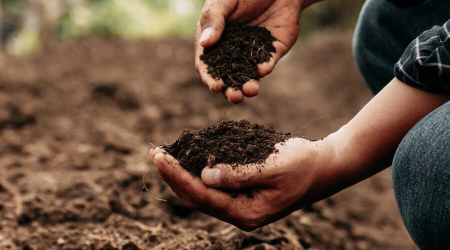 Regenerative Agriculture: Nurturing Health from Soil to Plate