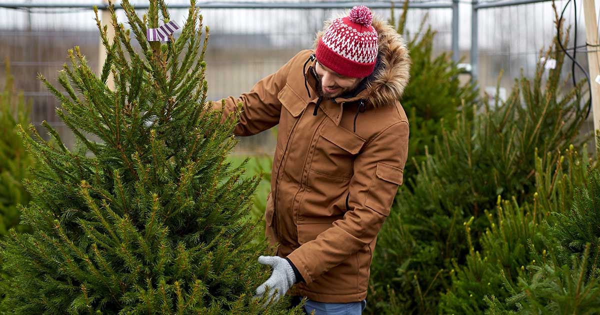 The Comprehensive Guide to Choosing a Non-Toxic Christmas Tree